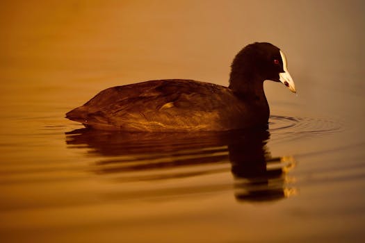 Odkryjte Tajemství Úspěchu Nejpopulárnějších Online Automatů